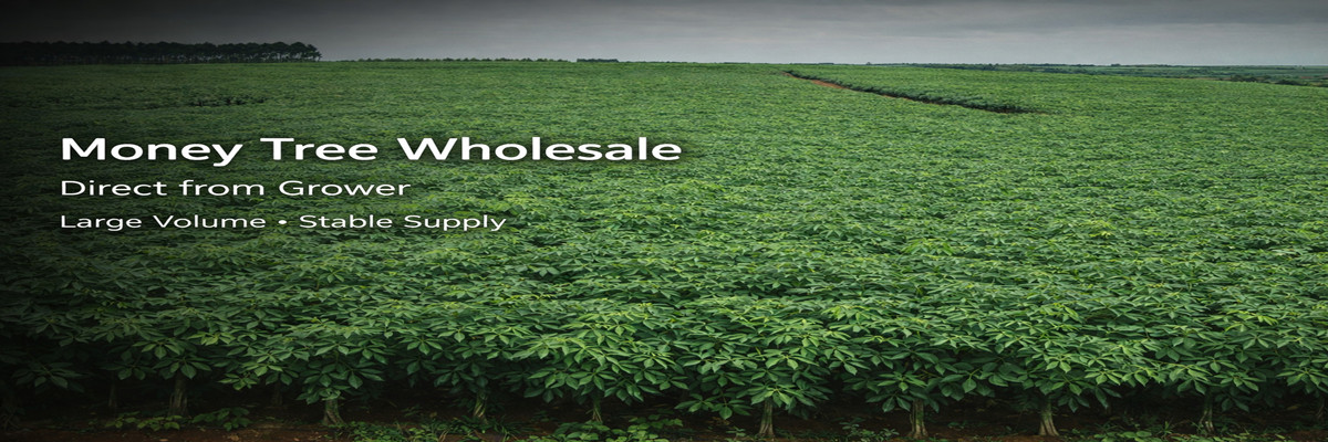 Earth & Ocean - Premium Plants